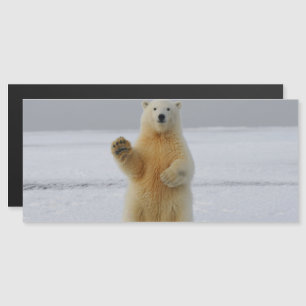 Polar Bear Magnetic Card