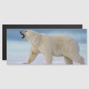 Polar Bear Magnetic Card