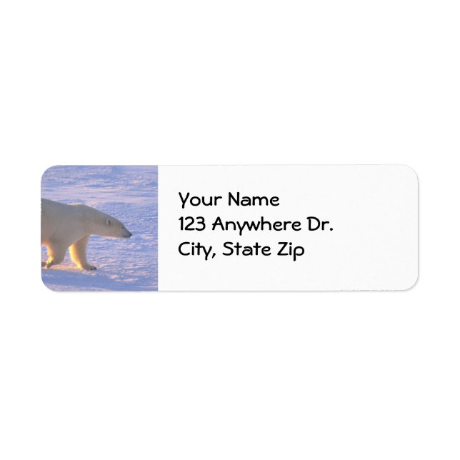 Polar Bear Morn (Front)