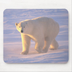 Polar Bear Morn 2 Mousepad