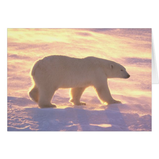 Polar Bear Morn 3 Card (Front Horizontal)