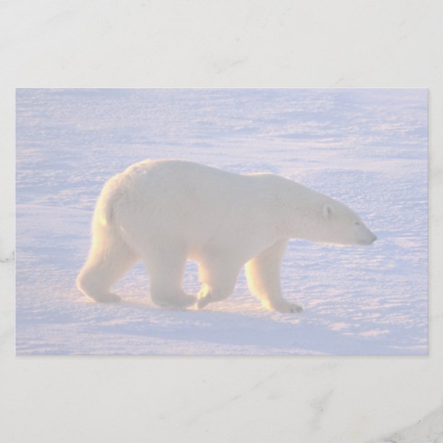 Polar Bear Morn Stationery (Front)