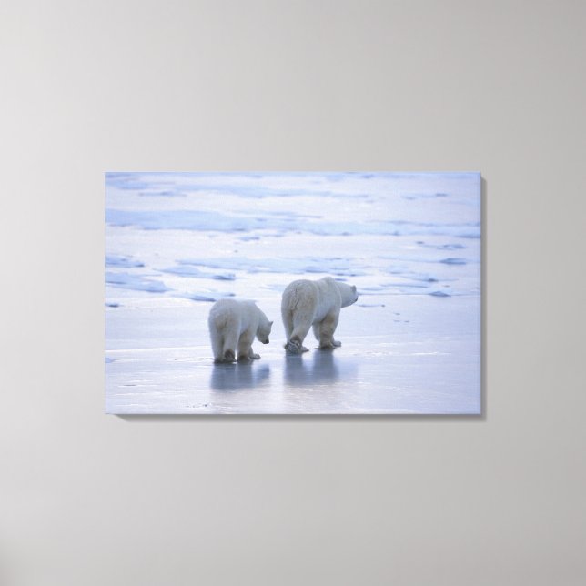 Polar Bear Mother and Cub Canvas Print (Front)