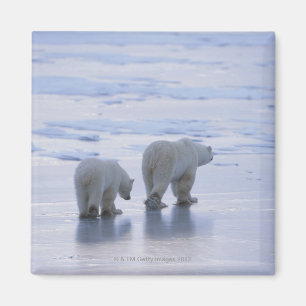 Polar Bear Mother and Cub Magnet