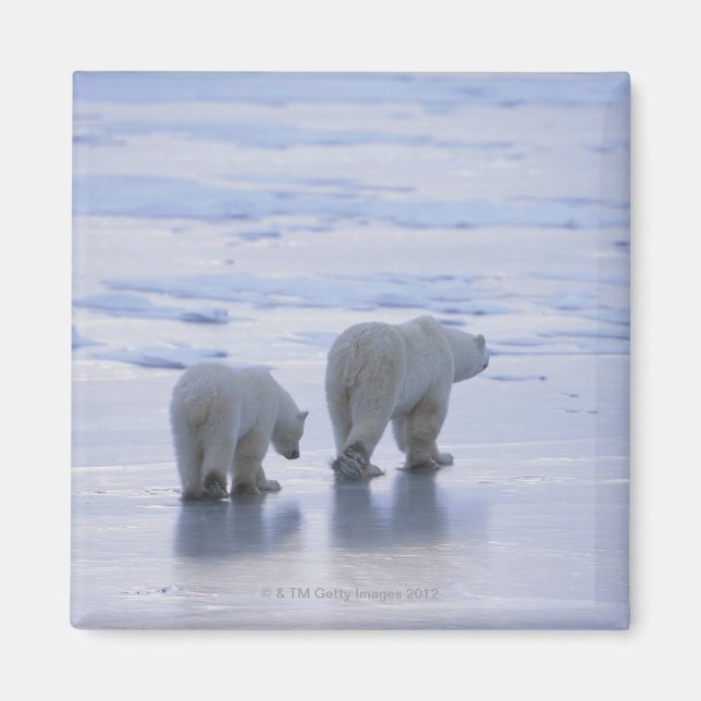 Polar Bear Mother and Cub Magnet (Front)