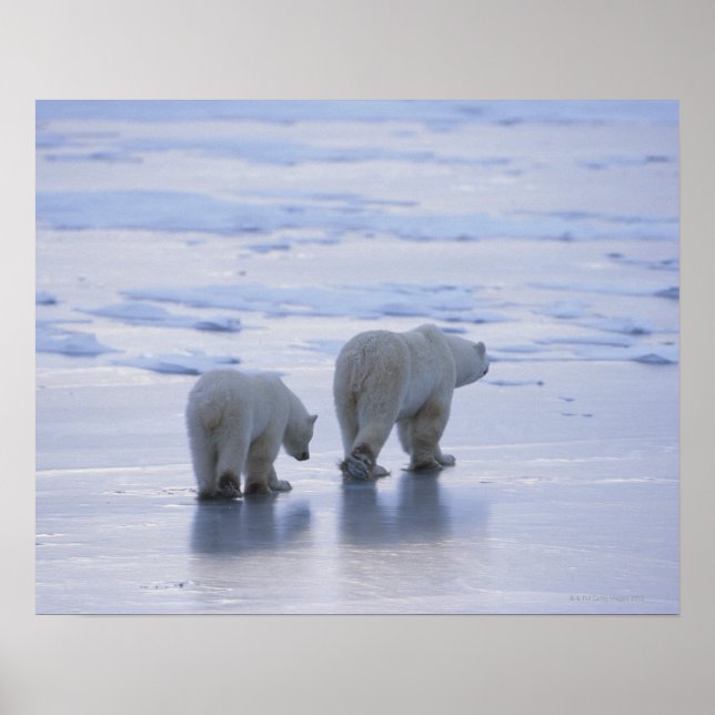 Polar Bear Mother and Cub Poster (Front)