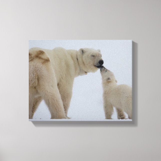 Polar Bear Mother with Cub Canvas Print (Front)