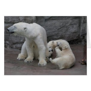 Polar Bear Mum and Cubs