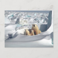 Polar Bear Mum and Cubs Photo Postcard