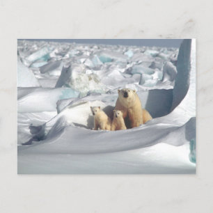 Polar Bear Mum and Cubs Photo Postcard