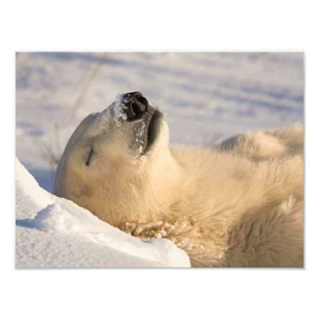 Polar Bear Nap Photo Print (Front)