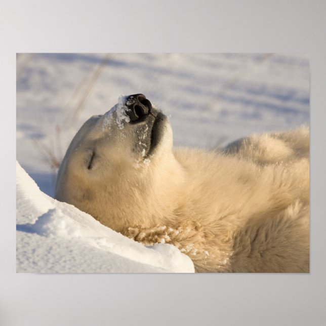 Polar Bear Nap Poster (Front)