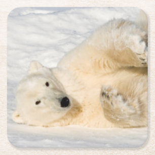 Polar Bear near Hudson Bay Square Paper Coaster