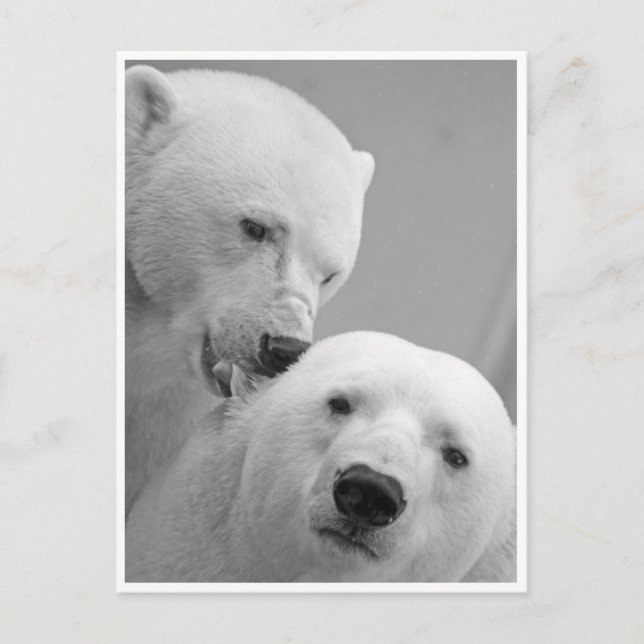 Polar Bear Nibbles Postcard (Front)