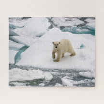 Polar Bear on Arctic Sea Ice in Svalbard
