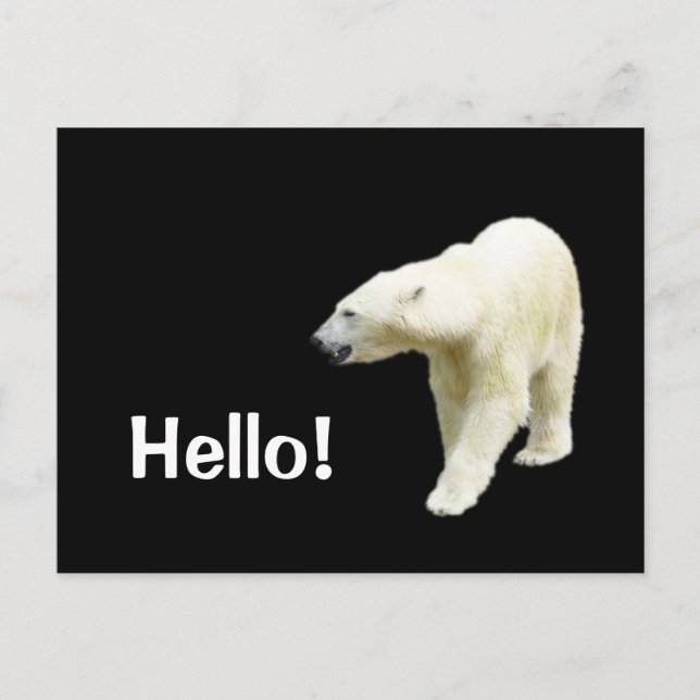 Polar Bear on Black Hello Postcard (Front)