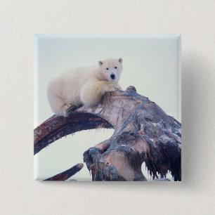 Polar bear on top of a bowhead whale jaw bone, 15 cm square badge