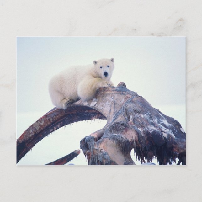 Polar bear on top of a bowhead whale jaw bone, postcard (Front)