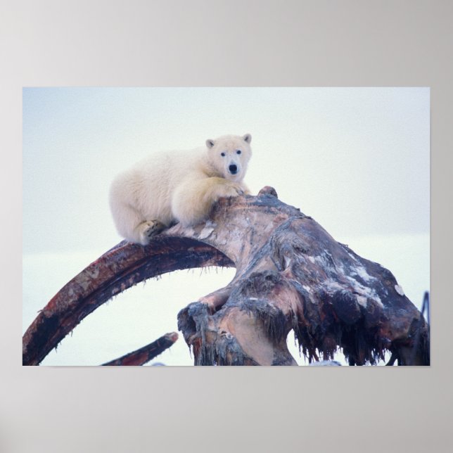 Polar bear on top of a bowhead whale jaw bone, poster (Front)