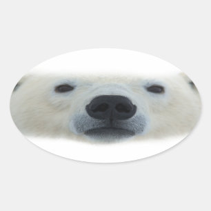 Polar Bear Oval Sticker