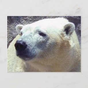Polar Bear Photo Closeup Nikita Kansas City Zoo Postcard