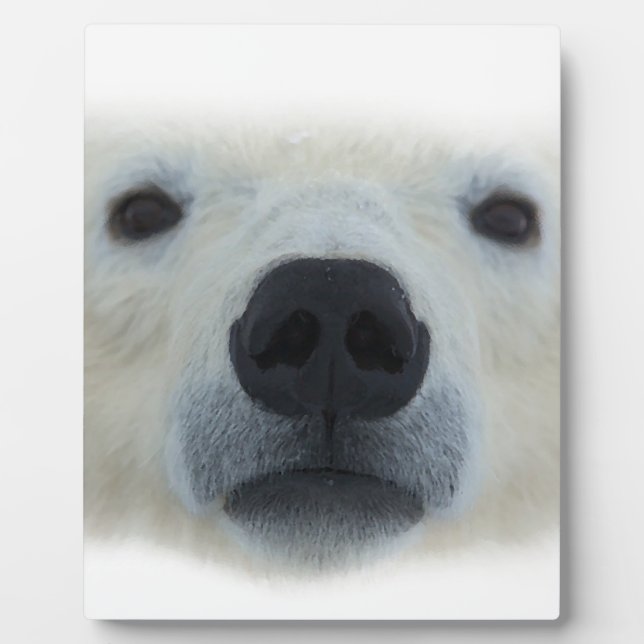Polar Bear Plaque (Front)