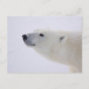 Polar Bear Portrait Holiday Postcard