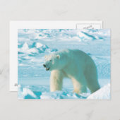 Polar Bear Postcard (Front/Back)