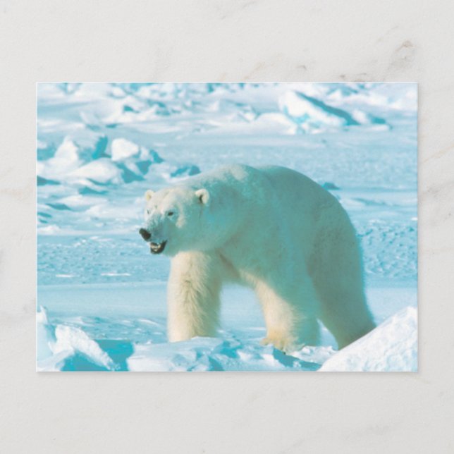 Polar Bear Postcard (Front)