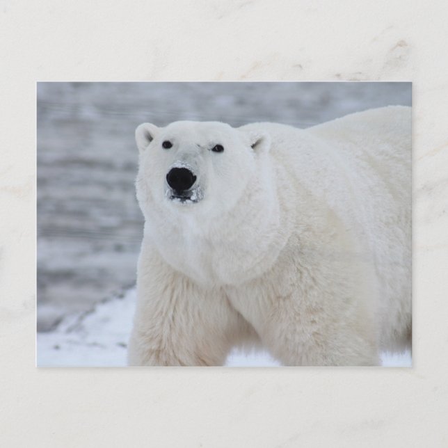 Polar bear postcard (Front)