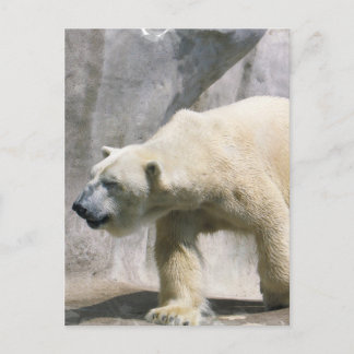 Polar Bear Postcard