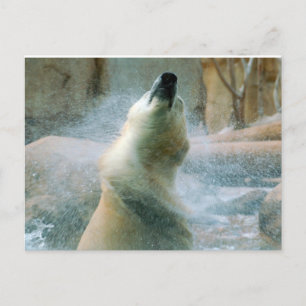 Polar Bear Postcard