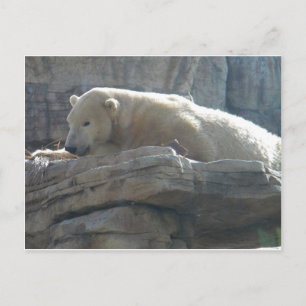 Polar Bear Postcard