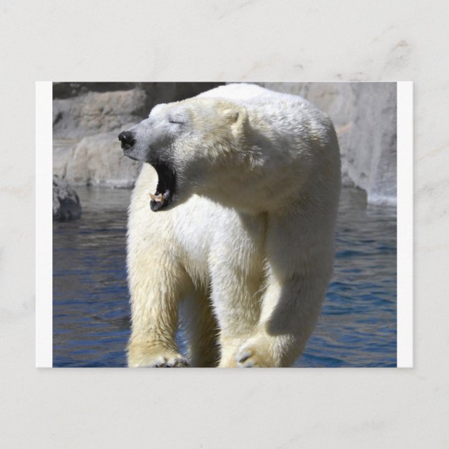 Polar Bear Postcard (Front)