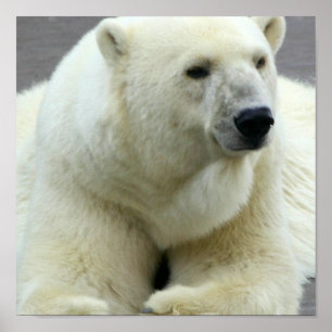 Polar Bear Print