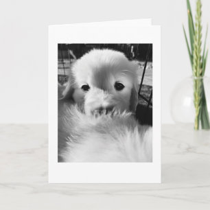 Polar Bear Puppy Blank Card