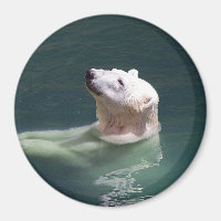 Polar bear resting