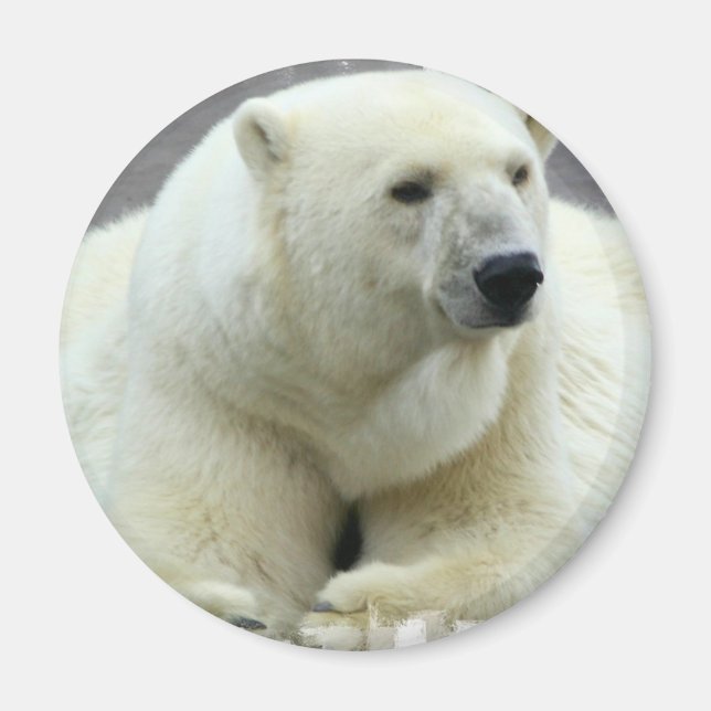 Polar Bear Round Magnet (Front)