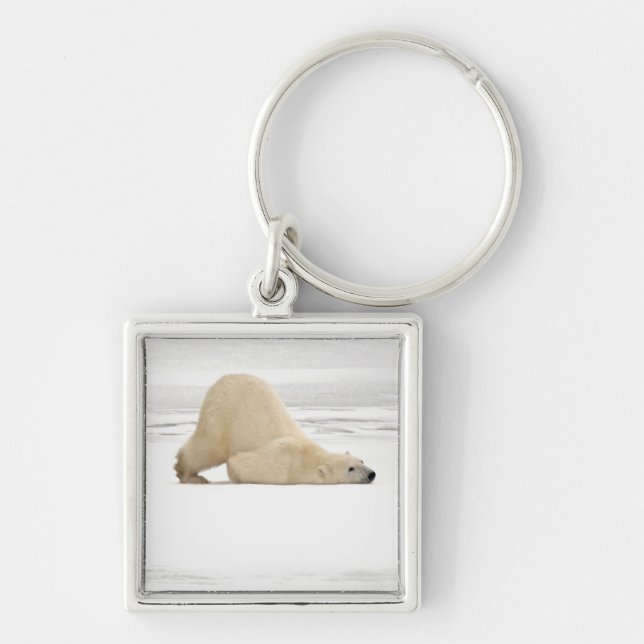 Polar bear scratching itself on frozen tundra key ring (Front)