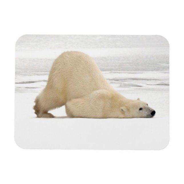 Polar bear scratching itself on frozen tundra magnet (Horizontal)