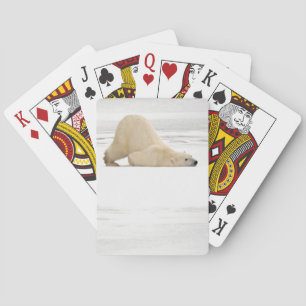 Polar bear scratching itself on frozen tundra playing cards