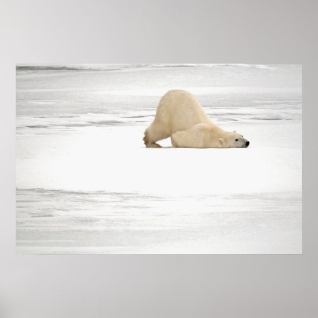 Polar bear scratching itself on frozen tundra poster (Front)