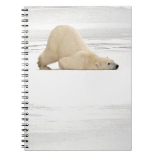 Polar bear scratching itself on frozen tundra spiral notebook