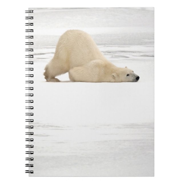 Polar bear scratching itself on frozen tundra spiral notebook (Front)