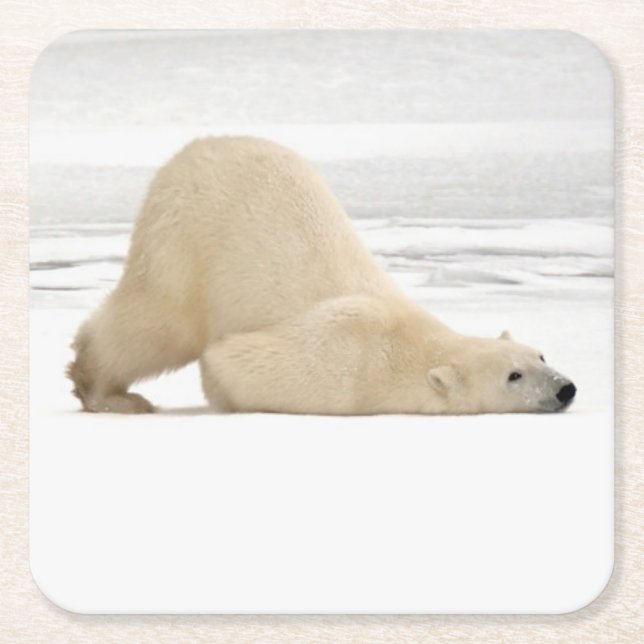 Polar bear scratching itself on frozen tundra square paper coaster (Front)