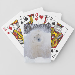 Polar bear shaking snow off on frozen tundra playing cards