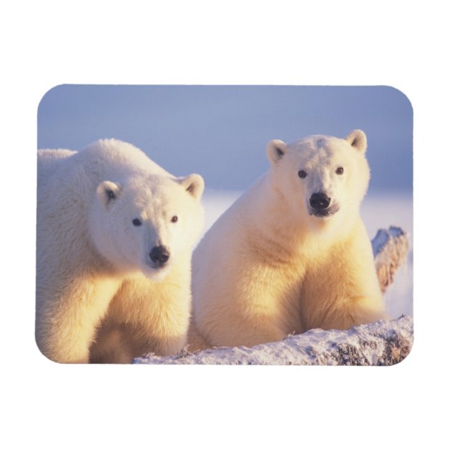 Polar bear sow with cub on pack ice magnet (Horizontal)