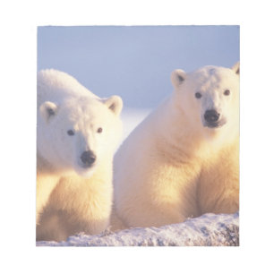 Polar bear sow with cub on pack ice notepad