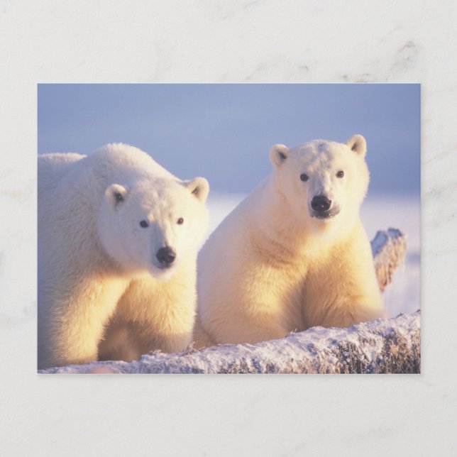 Polar bear sow with cub on pack ice postcard (Front)