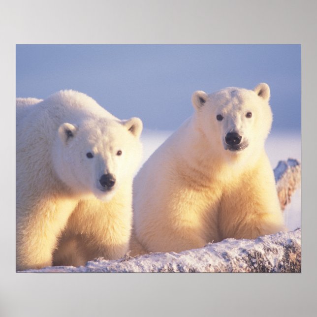 Polar bear sow with cub on pack ice poster (Front)